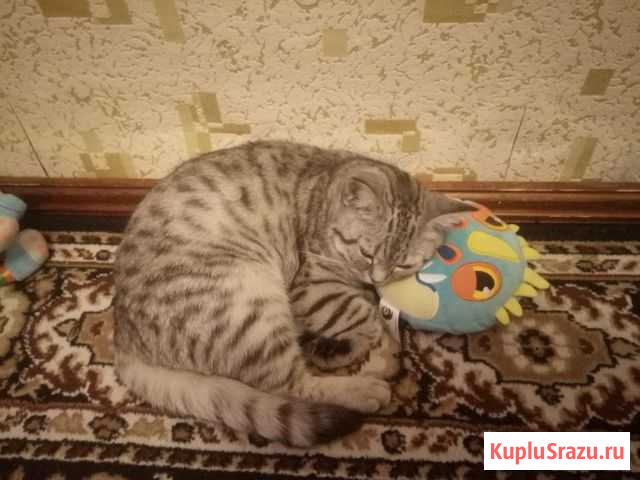 Отдам кошку Новокузнецк - изображение 1