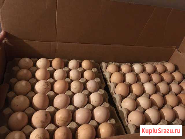 Инкубационное яйцо бройлера, индюка Челябинск - изображение 1
