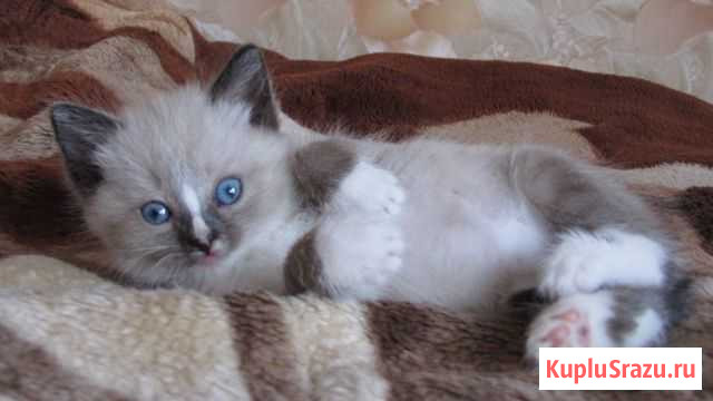 Кошечка Заволжье - изображение 1