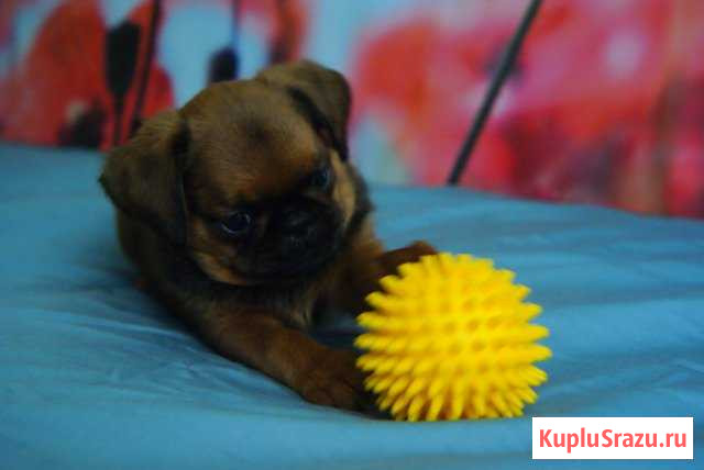 Щенки пти-брабансона Гатчина - изображение 1