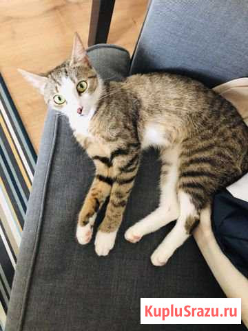 Отдам в добрые руки кошечку Старая - изображение 1