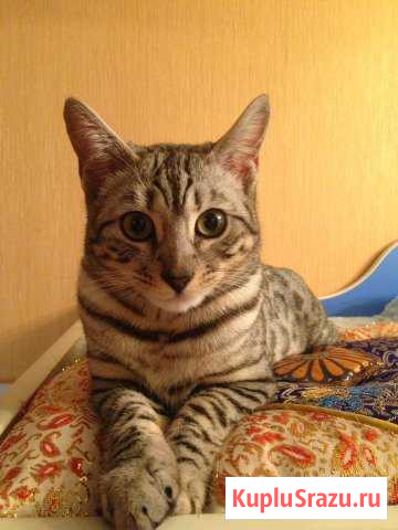 Вязка бенгальская девочка Луга - изображение 1