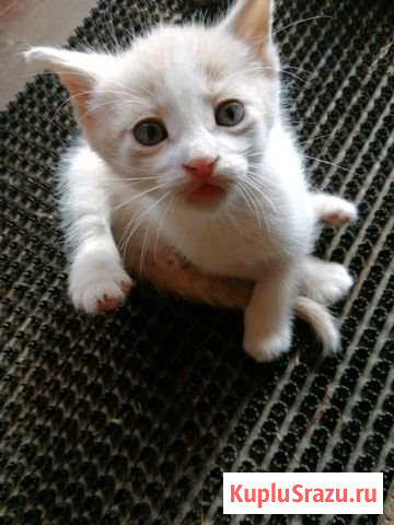 Отдам котят Гатчина - изображение 1