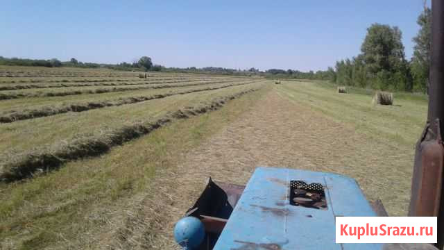 Сено луговое Ахтубинск - изображение 1