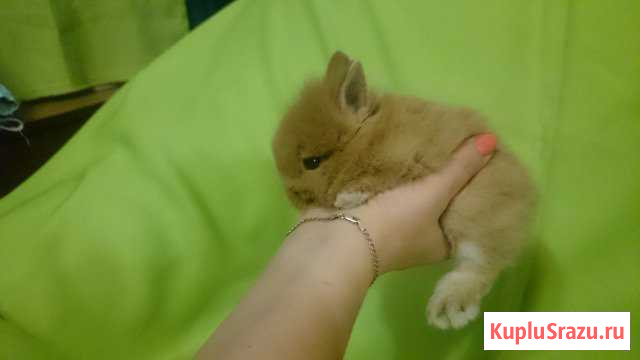 Лапусики микрошечные Уфа - изображение 1