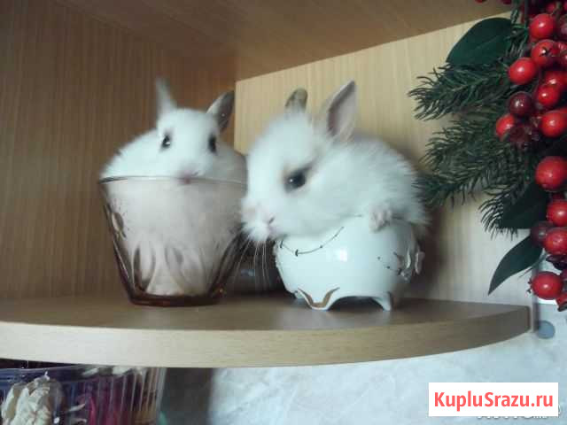 Продам Карликовых кроликов Уфа - изображение 1