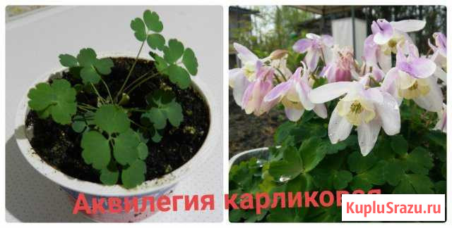 Цветы для дачи Северодвинск - изображение 1