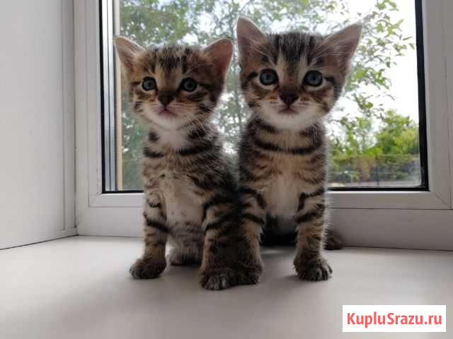 Котята Клинцы - изображение 1