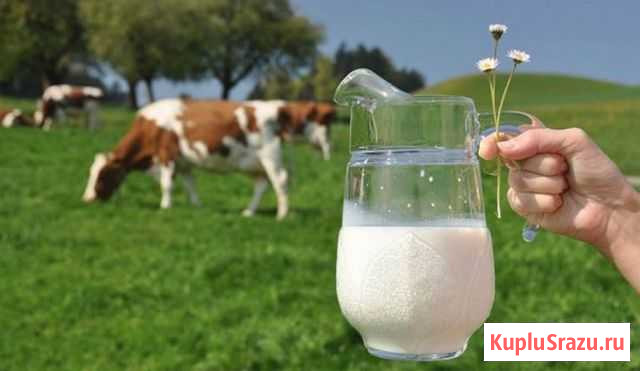 Молоко и молочные продукты оптом Астрахань - изображение 1