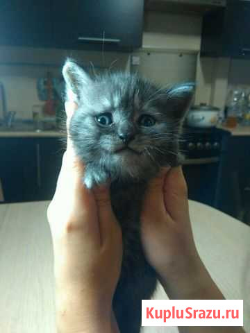 Котята шотладцы Стерлитамак - изображение 1