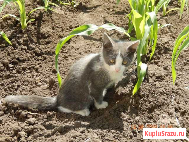 Отдам котят в добрые руки Северный - изображение 1