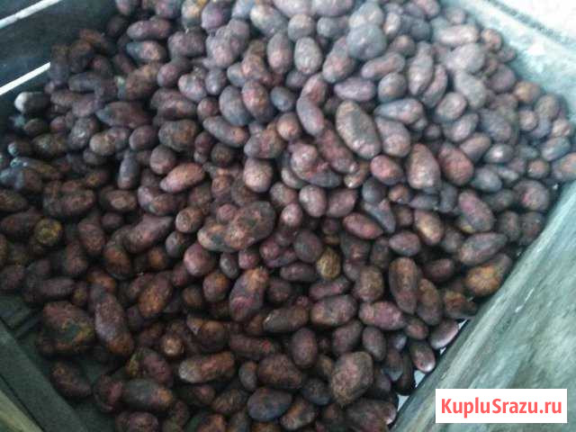 Картофель Гала Розара отборный опт Красноярск Почеп - изображение 1