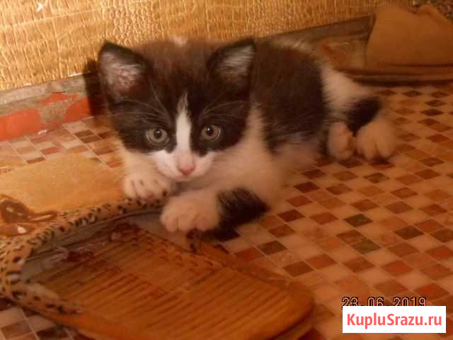 Очаровательные котята Новозыбков - изображение 1