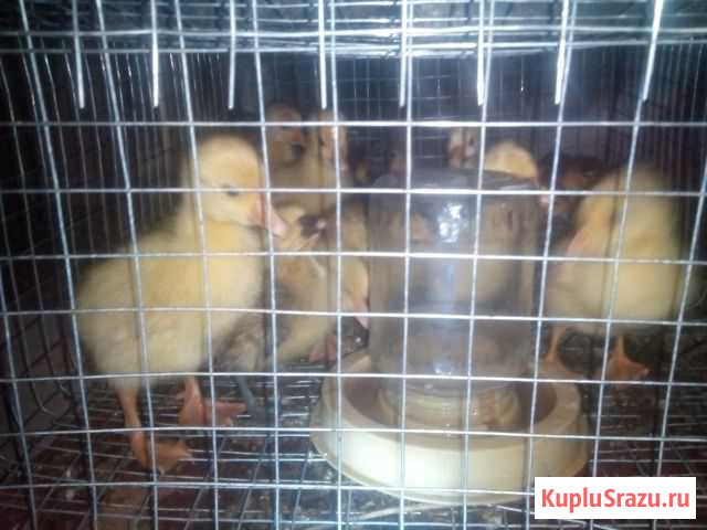 Индаутята и Гусята Клинцы - изображение 1