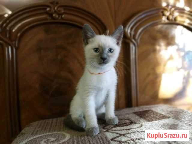 Тайские котята Камешково - изображение 1