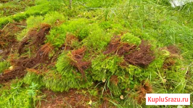 Мох строительный Кукушкин лён или Красный мох Сямжа - изображение 1