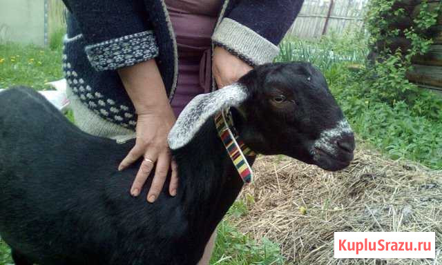 Нубийский козлик Иваново - изображение 1