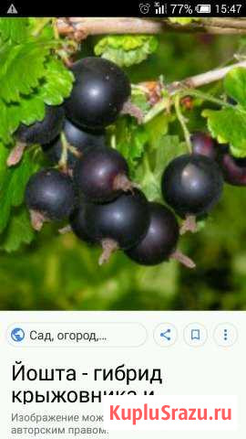 Саженцы йошта Новозыбков - изображение 1