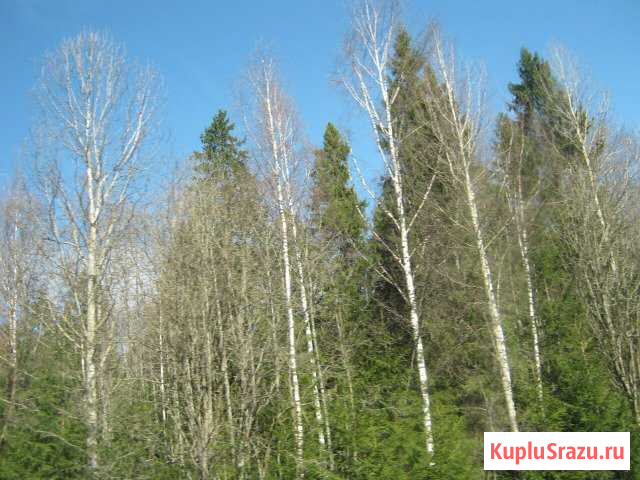  Кадуй - изображение 1