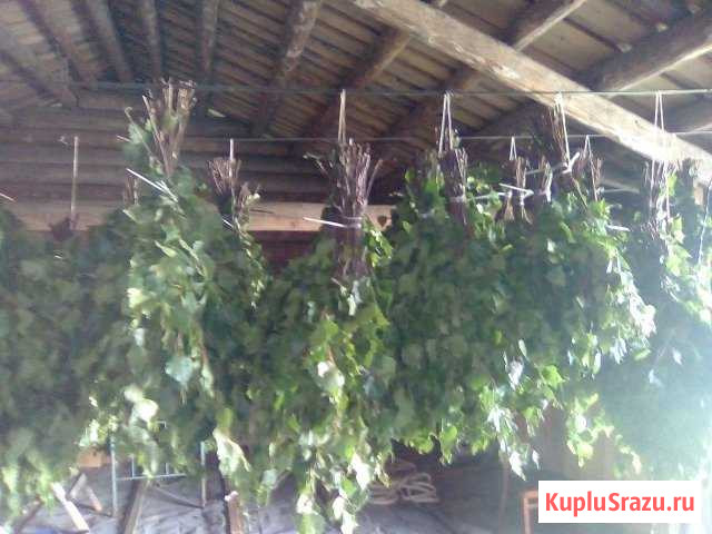 Продам веники для бани Тотьма - изображение 1