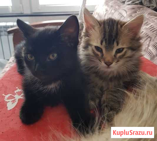 Котята в добрые руки Нальчик - изображение 1