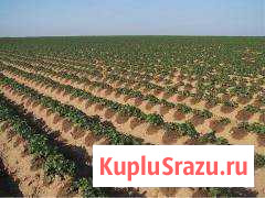 Капельное орошение Россошь - изображение 1