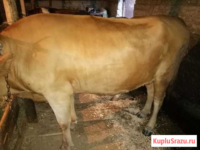 Корова Чегем Второй - изображение 1