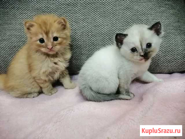 Котята Балтийск - изображение 1