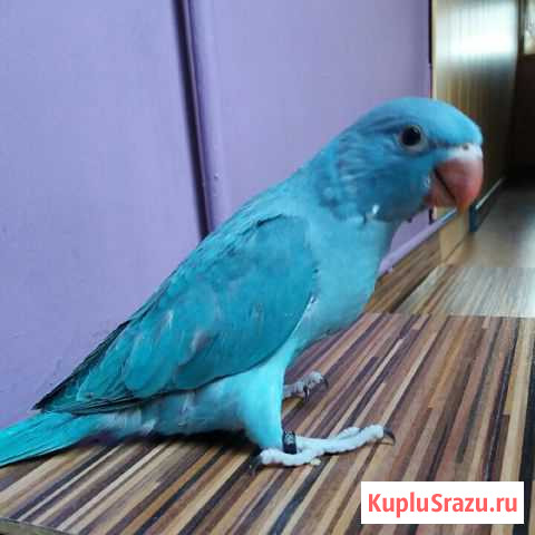 Ожереловый и зеленощекий краснохвостый Знаменск - изображение 1