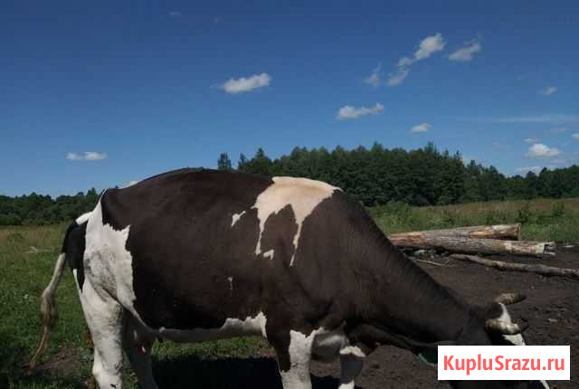 Продаются коровы Неман - изображение 1