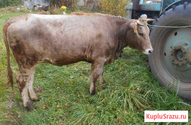 Корова первотелок Кострома - изображение 1