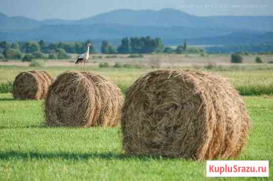 Продам сено Коренево