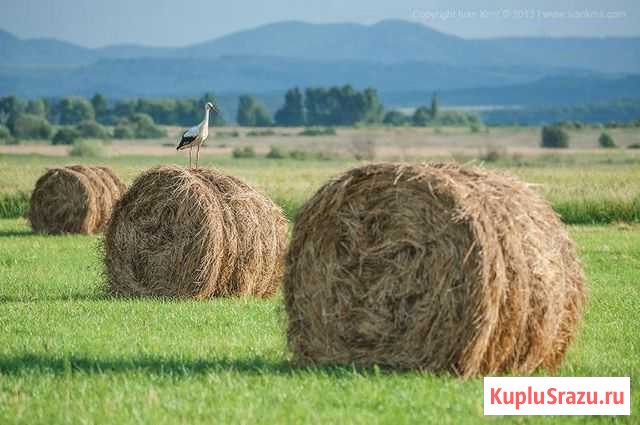 Продам сено Коренево - изображение 1