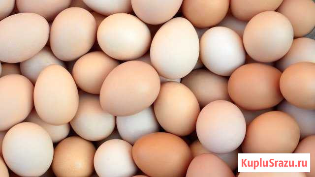 Яйца домашние Елец - изображение 1
