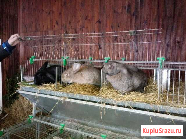 Кролик Звенигово - изображение 1