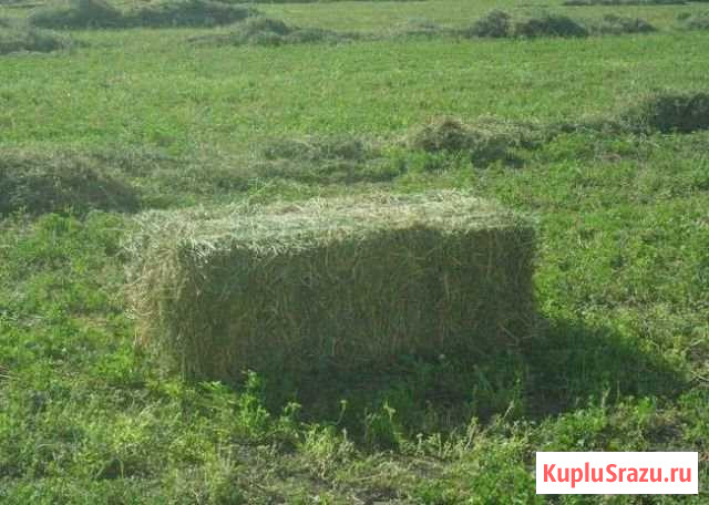 Сено в квадратных тюках Усть-Джегута - изображение 1