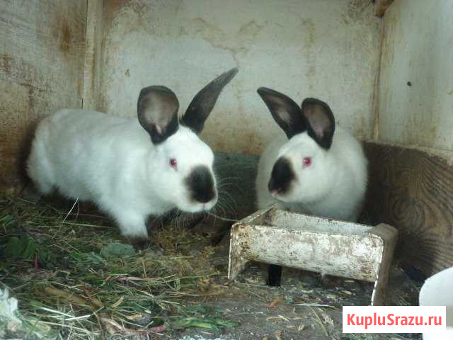 Продам кроликов Юрга - изображение 1