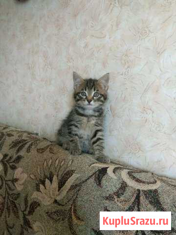 Котенок Котельнич - изображение 1