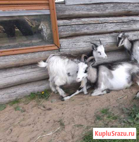 Козы и козлята Сыктывкар - изображение 1