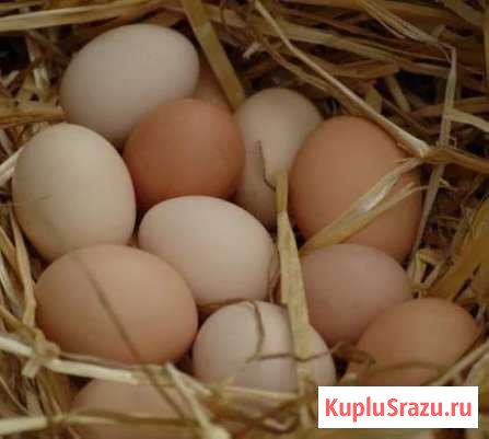Яйцо от домашних кур Катайск - изображение 1