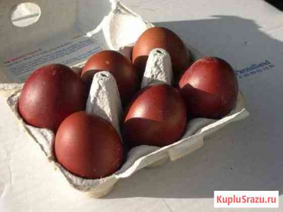 Продажа инкубационных яиц Кочкурово