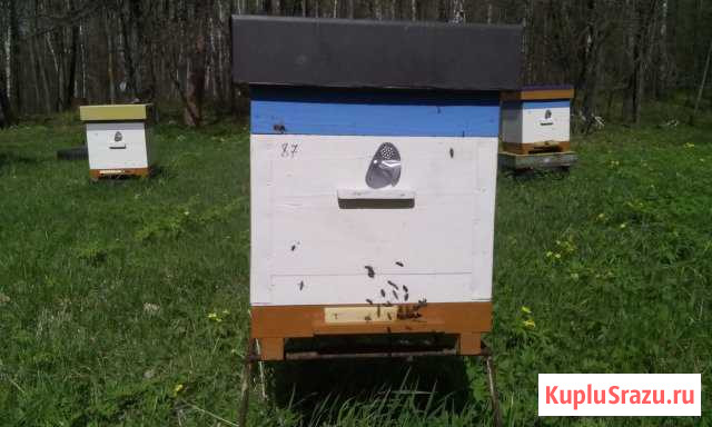 Пчелы карника Саранск - изображение 1