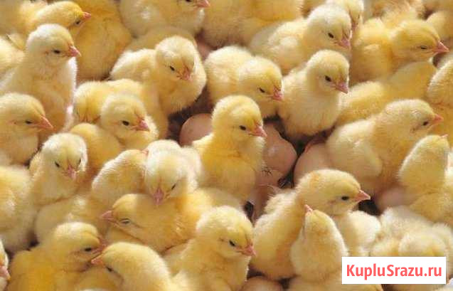 Цыплята бройлера кобб-500 Энгельс - изображение 1