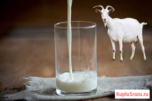 Козье молоко Коренево - изображение 1