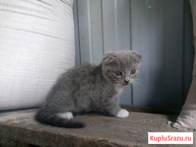 Отдам котят в хорошие руки Дьяконово - изображение 1