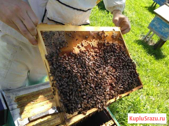 Продам пчелосемьи Железногорск - изображение 1