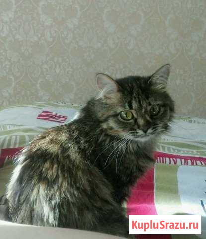 Без породы Волжск - изображение 1