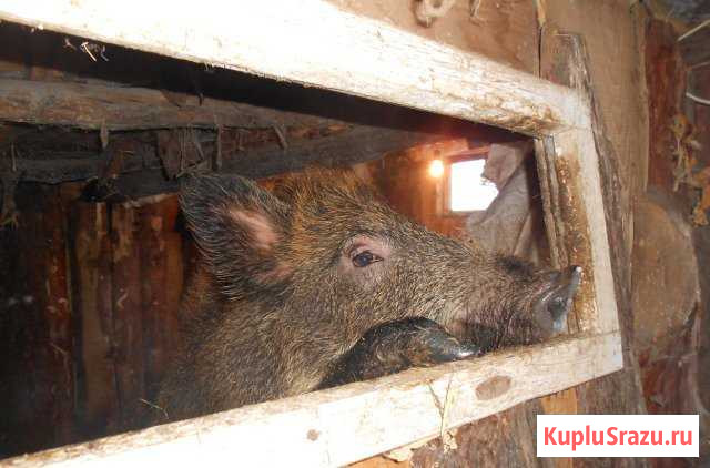 Мясо дикой свиньи Оренбург - изображение 1