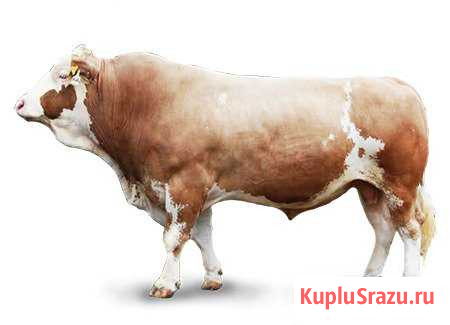 Быки на мясо Оренбург - изображение 1