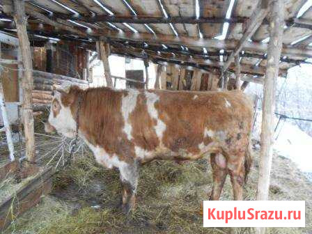 Быки на мясо Оренбург - изображение 1